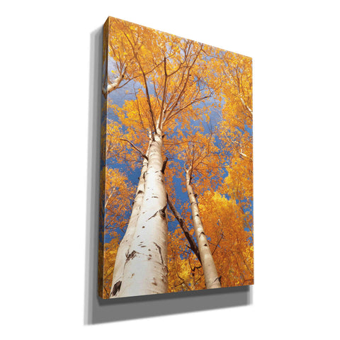 Image of 'Aspen I' by Lori Deiter, Canvas Wall Art