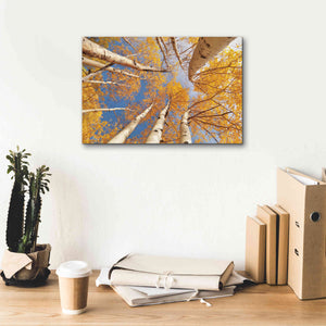 'Aspen II' by Lori Deiter, Canvas Wall Art,18 x 12