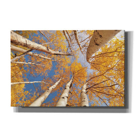 'Aspen II' by Lori Deiter, Canvas Wall Art