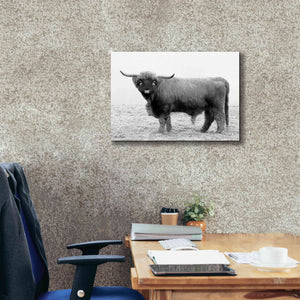 'Scotty the Bull' by Lori Deiter, Canvas Wall Art,26 x 18