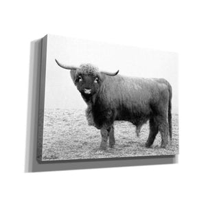 'Scotty the Bull' by Lori Deiter, Canvas Wall Art