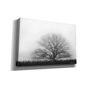 'Foggy Old Tree' by Lori Deiter, Canvas Wall Art