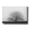 'Foggy Old Tree' by Lori Deiter, Canvas Wall Art
