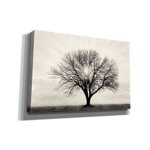 Image of 'Grow in Different Directions' by Lori Deiter, Canvas Wall Art