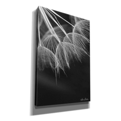 Image of 'Goatsbeard I' by Lori Deiter, Canvas Wall Art
