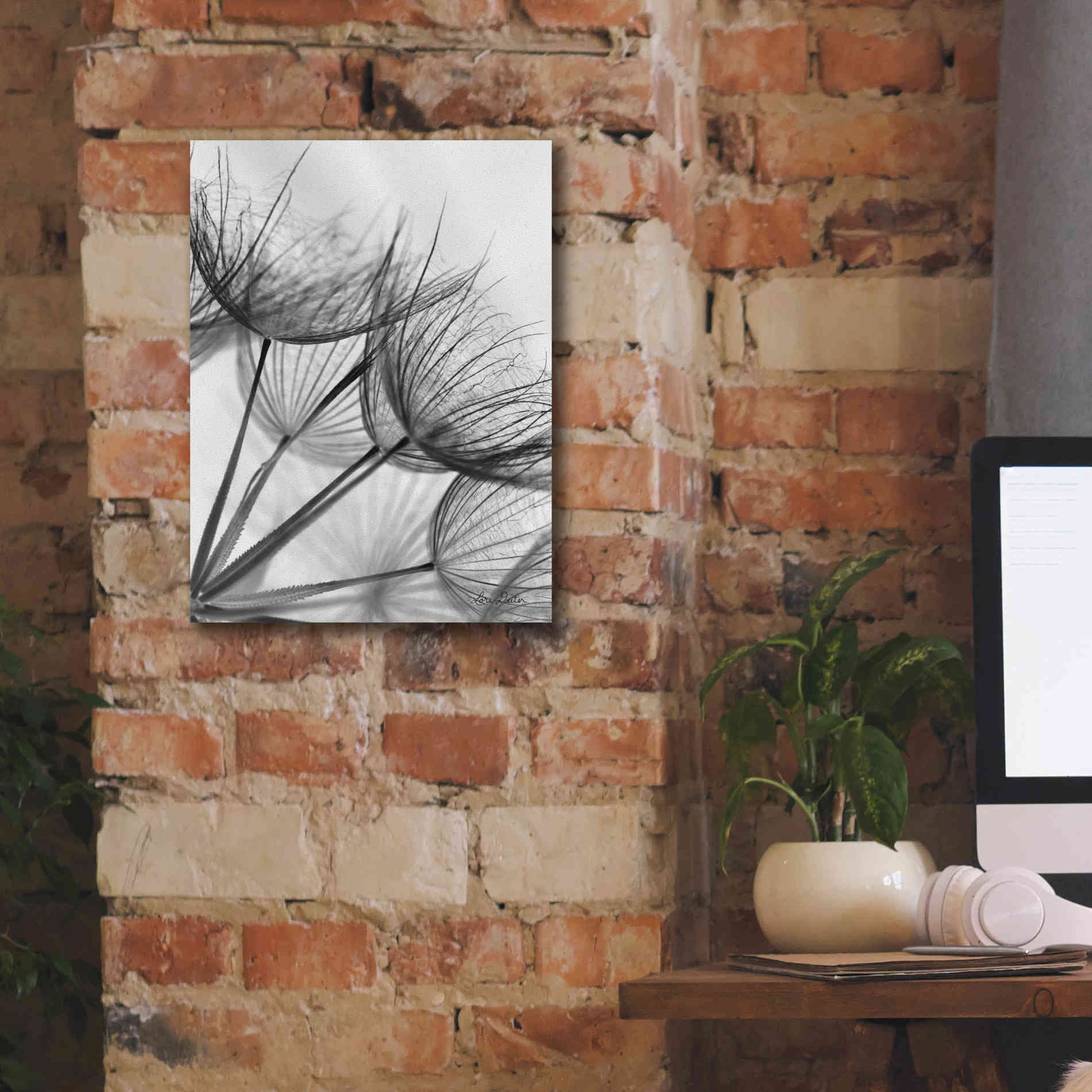 'Goatsbeard II' by Lori Deiter, Canvas Wall Art,12 x 16