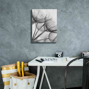 'Goatsbeard II' by Lori Deiter, Canvas Wall Art,12 x 16