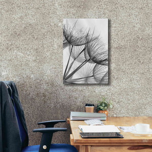 'Goatsbeard II' by Lori Deiter, Canvas Wall Art,18 x 26