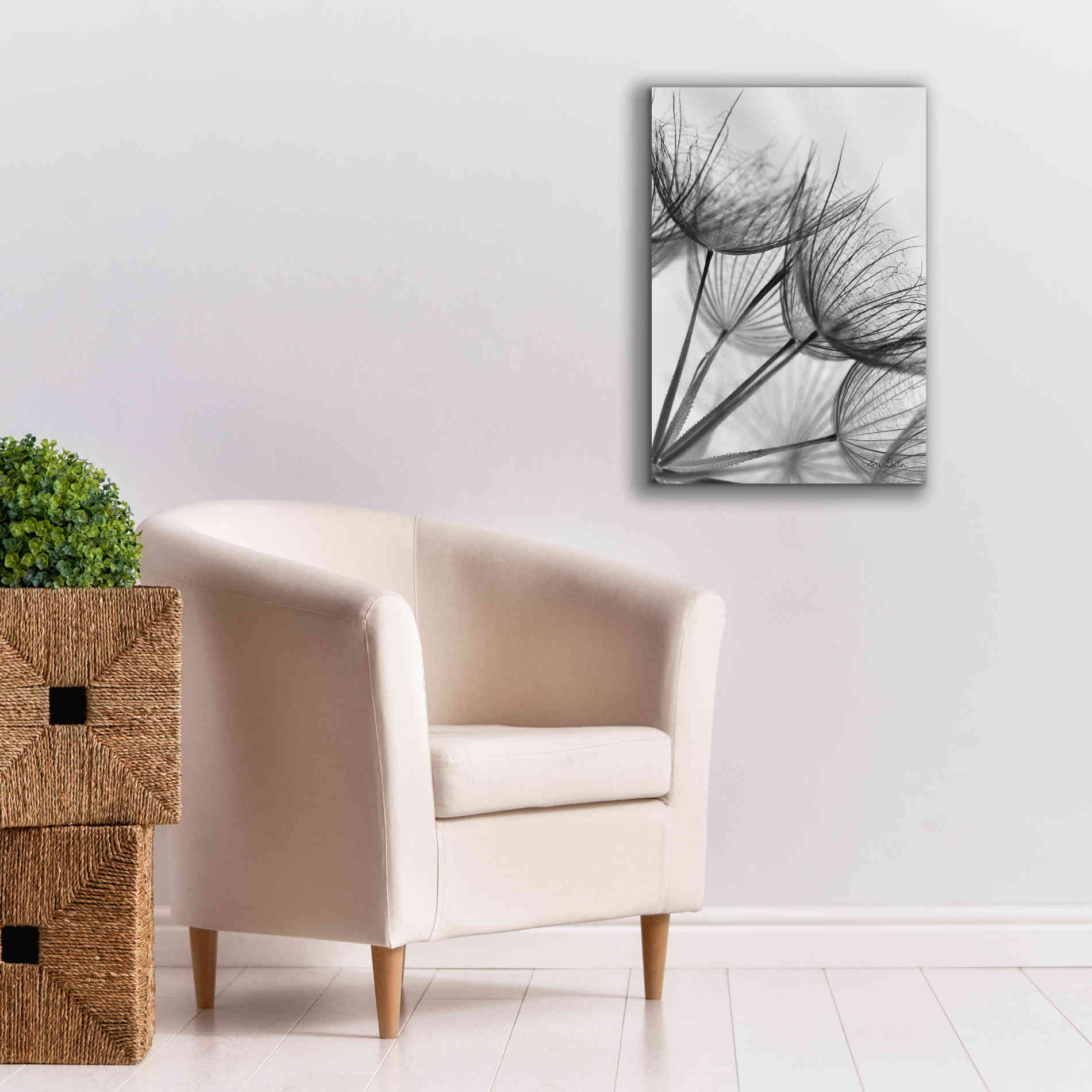 'Goatsbeard II' by Lori Deiter, Canvas Wall Art,18 x 26