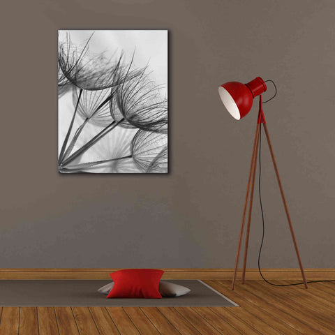Image of 'Goatsbeard II' by Lori Deiter, Canvas Wall Art,26 x 34