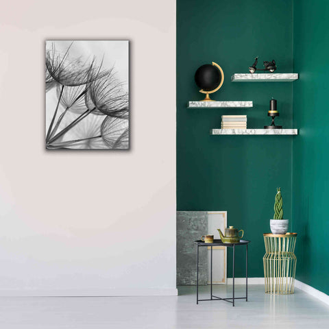 Image of 'Goatsbeard II' by Lori Deiter, Canvas Wall Art,26 x 34