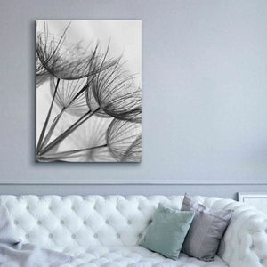'Goatsbeard II' by Lori Deiter, Canvas Wall Art,40 x 54