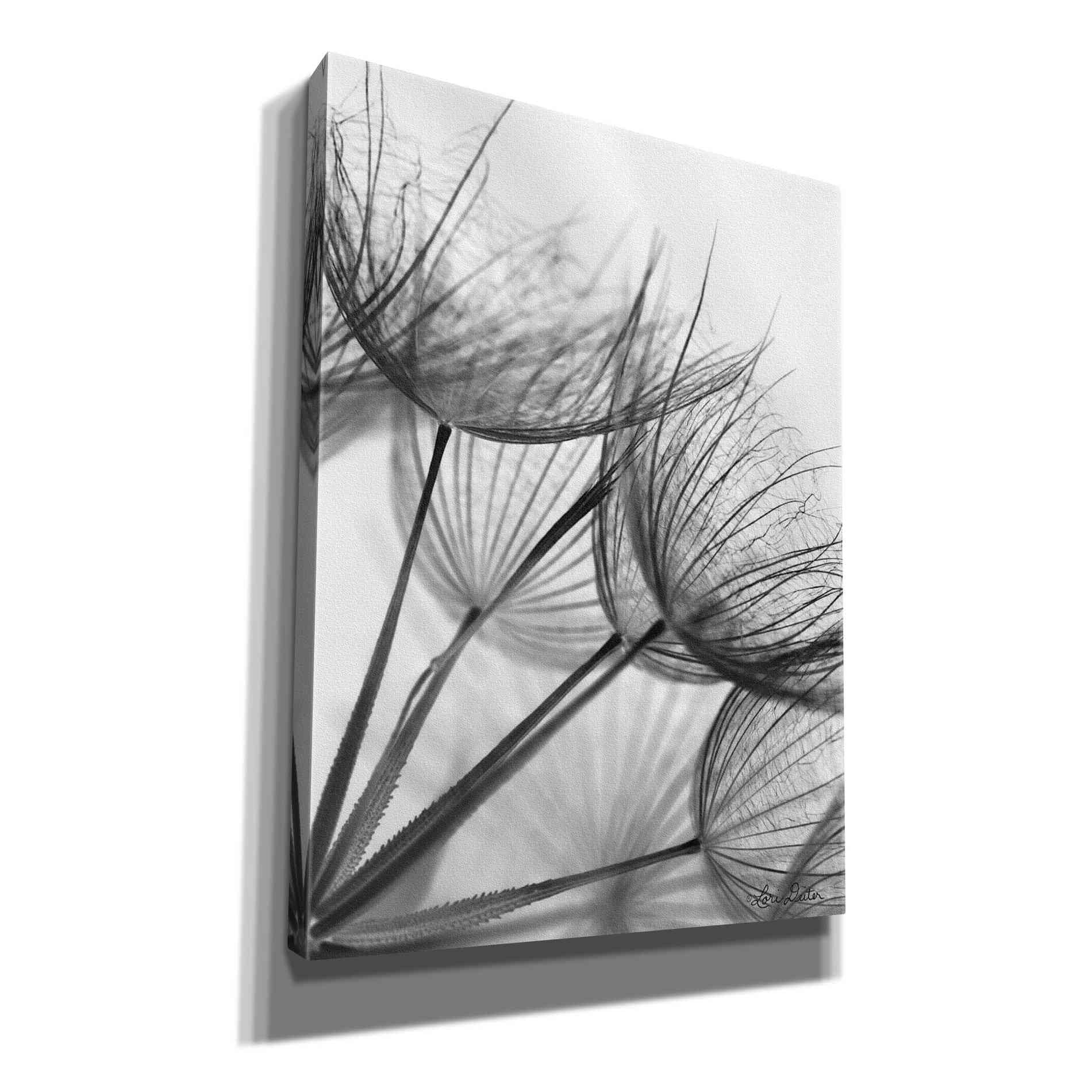 'Goatsbeard II' by Lori Deiter, Canvas Wall Art
