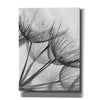 'Goatsbeard II' by Lori Deiter, Canvas Wall Art