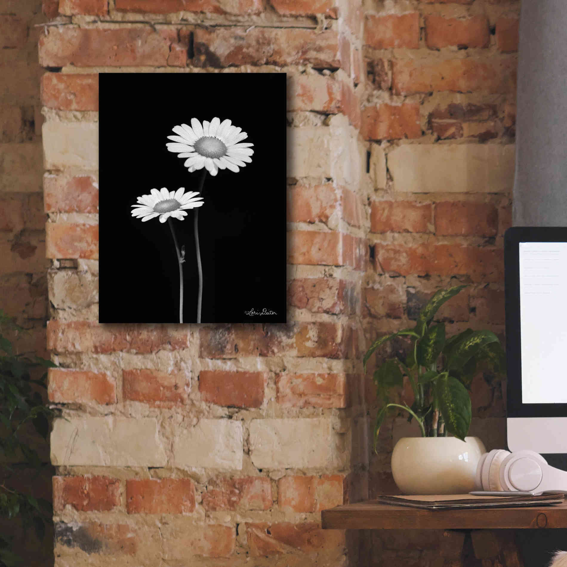 'Pair of Daisies' by Lori Deiter, Canvas Wall Art,12 x 16