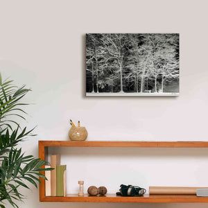'Snowy Trees' by Lori Deiter, Canvas Wall Art,18 x 12