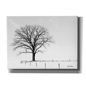 'Bare' by Lori Deiter, Canvas Wall Art