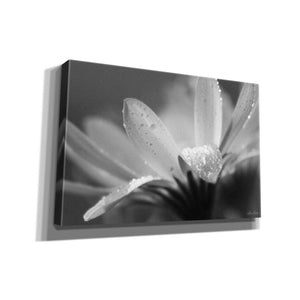 'Daisy' by Lori Deiter, Canvas Wall Art
