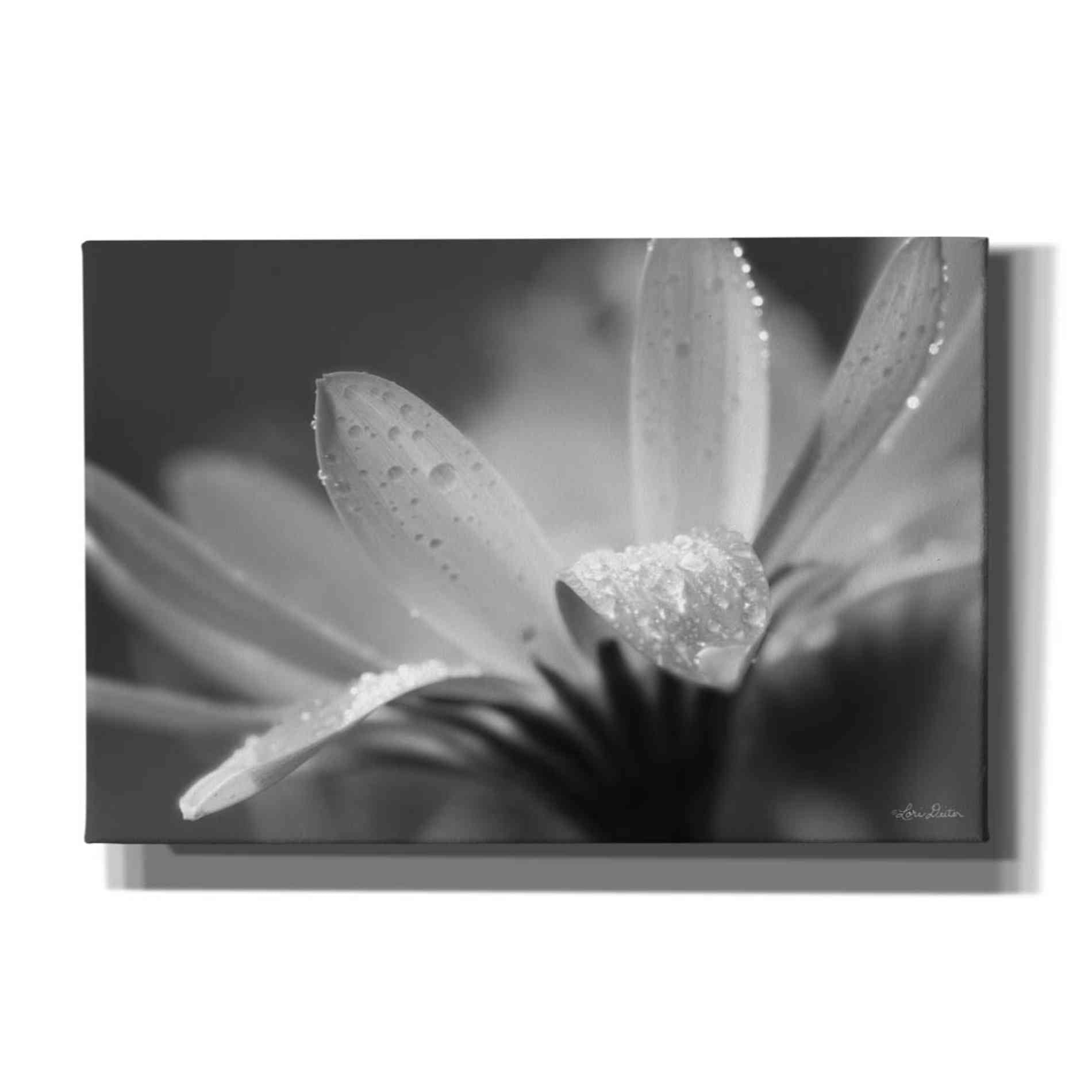 'Daisy' by Lori Deiter, Canvas Wall Art
