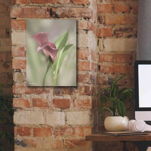 'Pink Calla Lily' by Lori Deiter, Canvas Wall Art,12 x 16