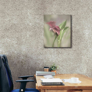 'Pink Calla Lily' by Lori Deiter, Canvas Wall Art,20 x 24