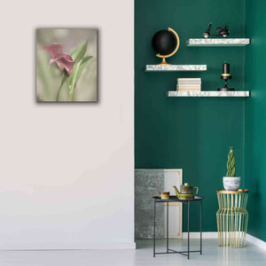 'Pink Calla Lily' by Lori Deiter, Canvas Wall Art,20 x 24