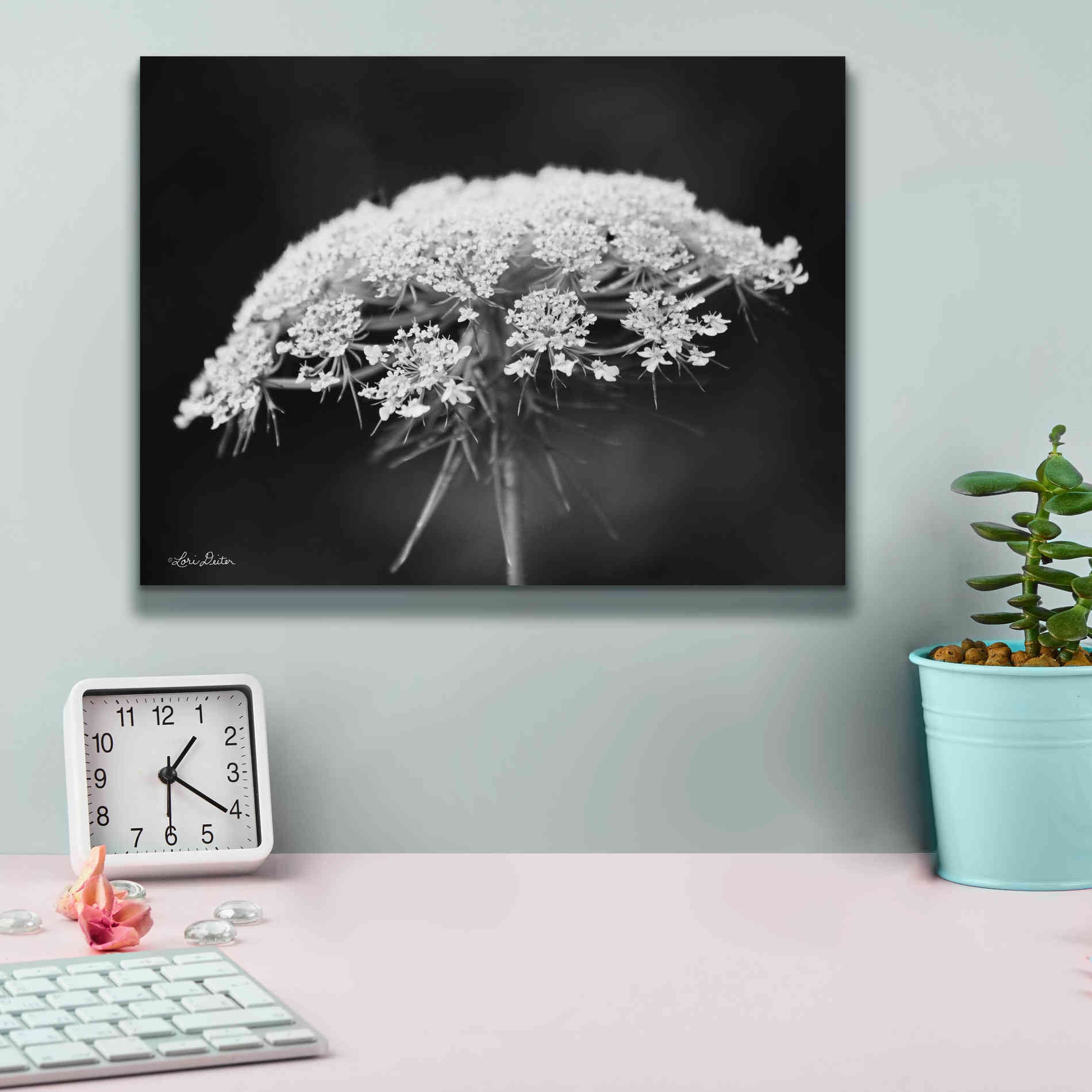 'Queen Anne's Lace' by Lori Deiter, Canvas Wall Art,16 x 12