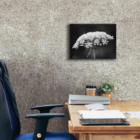 Image of 'Queen Anne's Lace' by Lori Deiter, Canvas Wall Art,16 x 12
