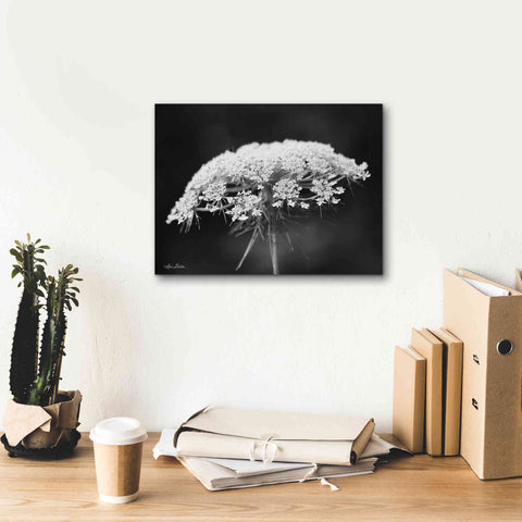 Image of 'Queen Anne's Lace' by Lori Deiter, Canvas Wall Art,16 x 12