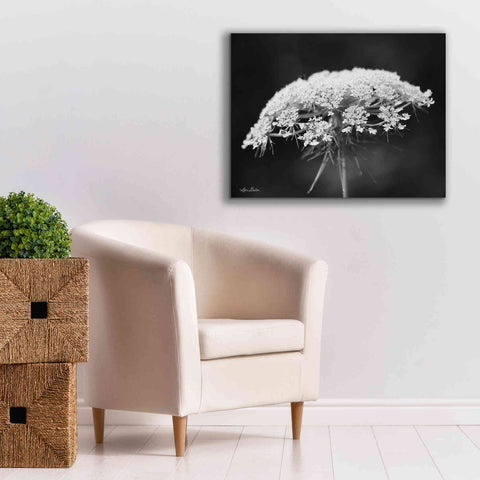 Image of 'Queen Anne's Lace' by Lori Deiter, Canvas Wall Art,34 x 26