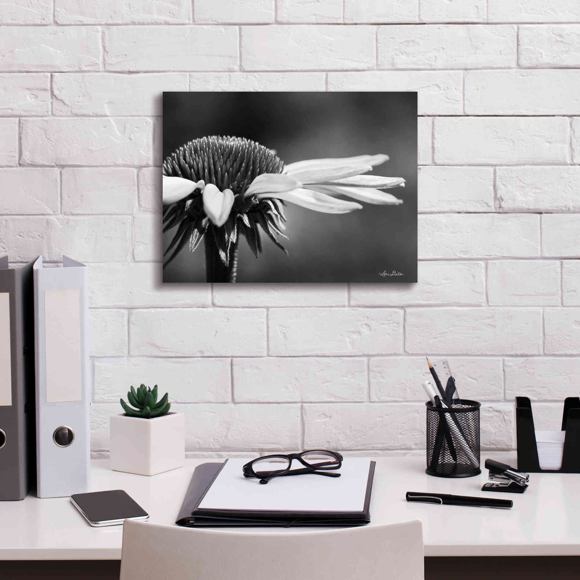 'Coneflower' by Lori Deiter, Canvas Wall Art,16 x 12