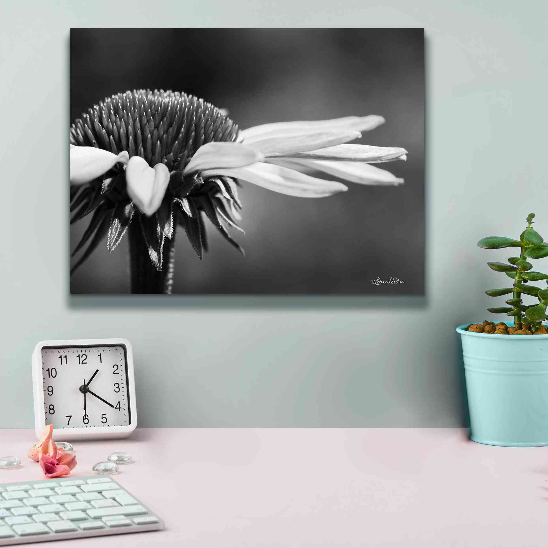 'Coneflower' by Lori Deiter, Canvas Wall Art,16 x 12