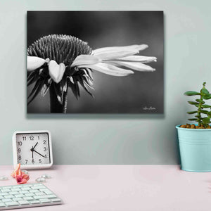 'Coneflower' by Lori Deiter, Canvas Wall Art,16 x 12