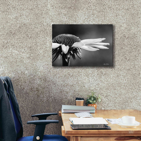 Image of 'Coneflower' by Lori Deiter, Canvas Wall Art,26 x 18