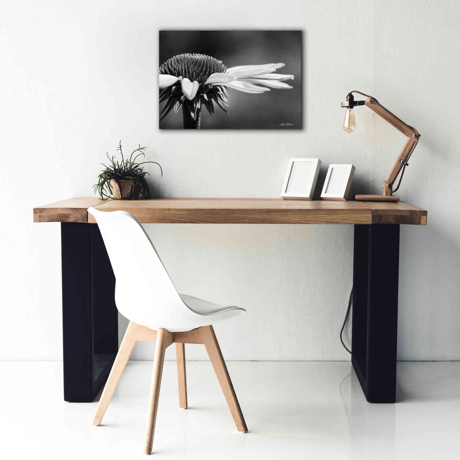 'Coneflower' by Lori Deiter, Canvas Wall Art,26 x 18
