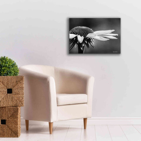 Image of 'Coneflower' by Lori Deiter, Canvas Wall Art,26 x 18