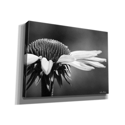 Image of 'Coneflower' by Lori Deiter, Canvas Wall Art