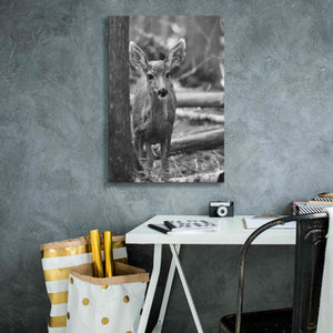 'Rocky Mountains Deer' by Lori Deiter, Canvas Wall Art,18 x 26