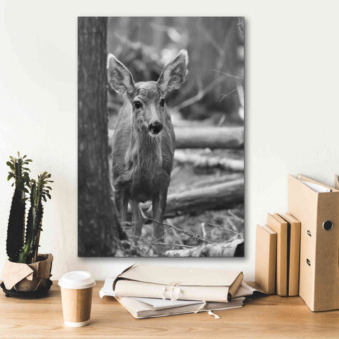 Image of 'Rocky Mountains Deer' by Lori Deiter, Canvas Wall Art,18 x 26