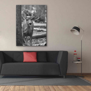 'Rocky Mountains Deer' by Lori Deiter, Canvas Wall Art,40 x 54