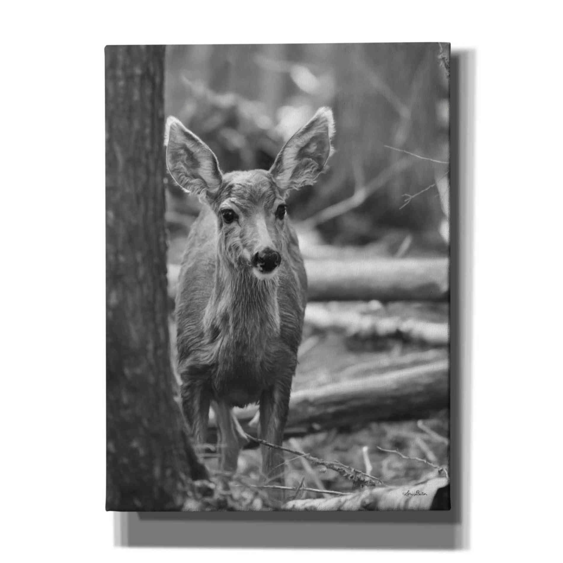 'Rocky Mountains Deer' by Lori Deiter, Canvas Wall Art