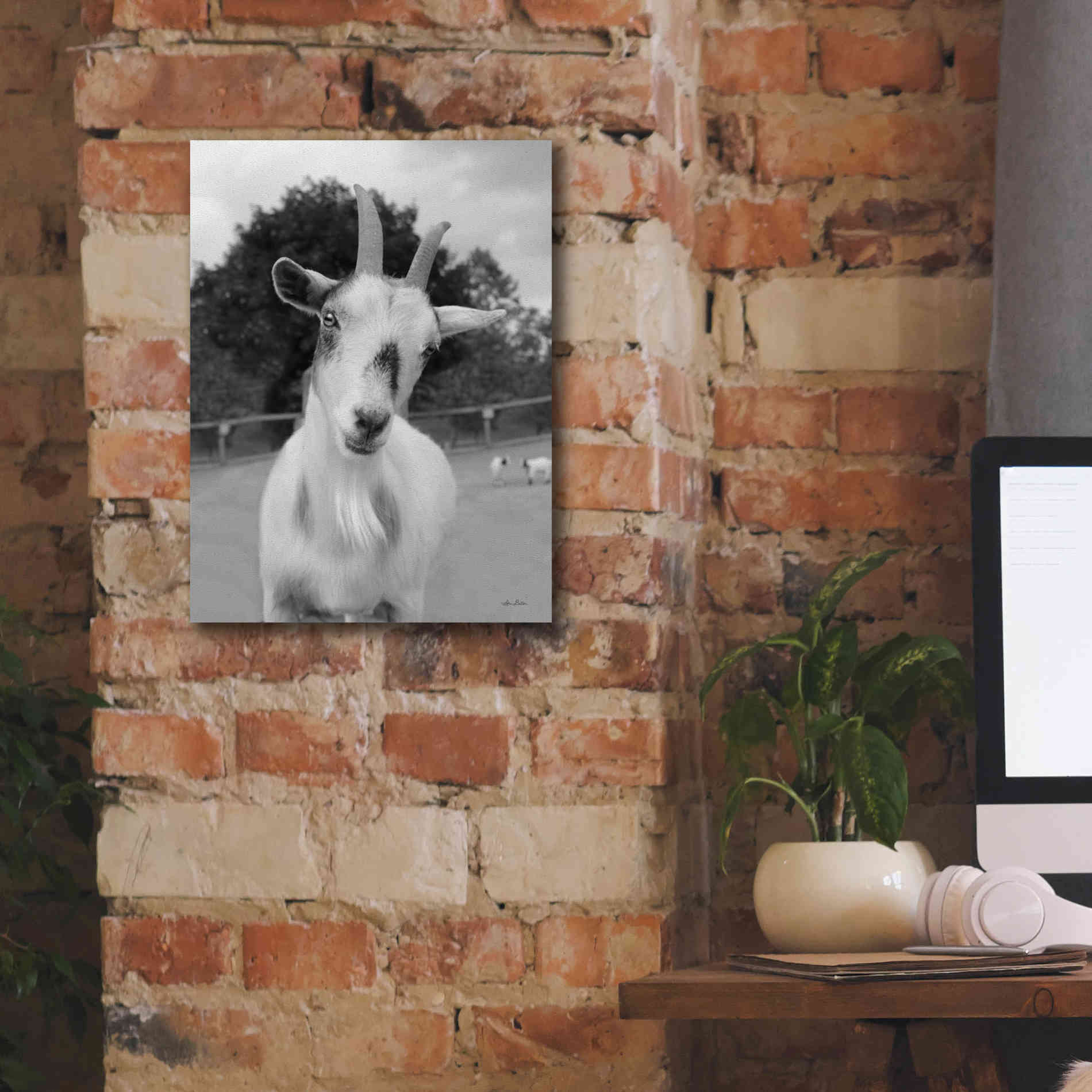 'Lake Tobias Goat II' by Lori Deiter, Canvas Wall Art,12 x 16