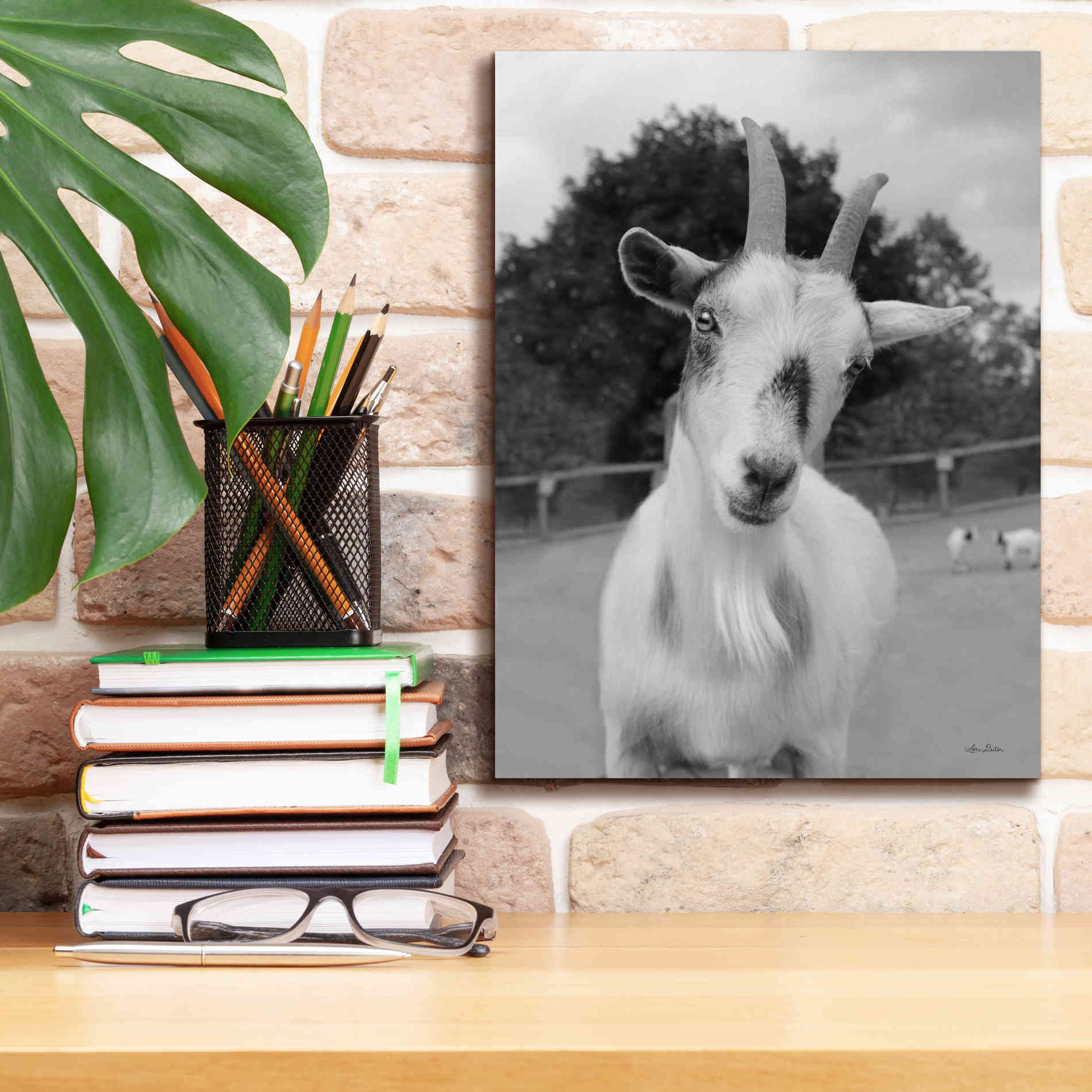 'Lake Tobias Goat II' by Lori Deiter, Canvas Wall Art,12 x 16