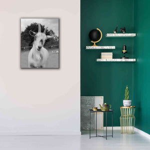 'Lake Tobias Goat II' by Lori Deiter, Canvas Wall Art,26 x 34