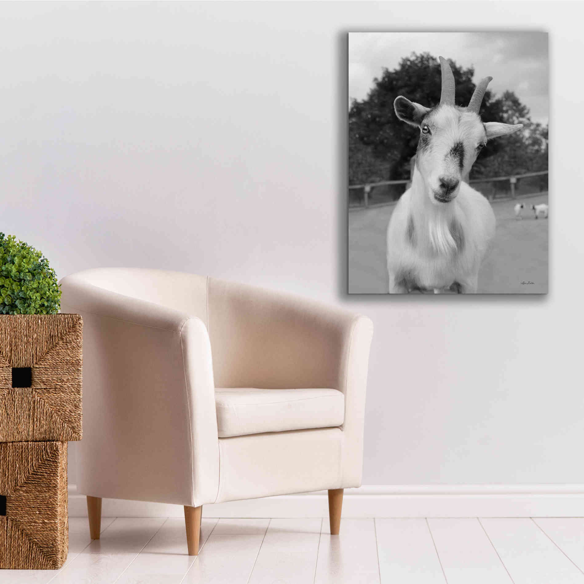 'Lake Tobias Goat II' by Lori Deiter, Canvas Wall Art,26 x 34