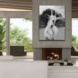 'Lake Tobias Goat II' by Lori Deiter, Canvas Wall Art,40 x 54