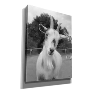 'Lake Tobias Goat II' by Lori Deiter, Canvas Wall Art