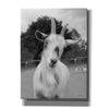 'Lake Tobias Goat II' by Lori Deiter, Canvas Wall Art