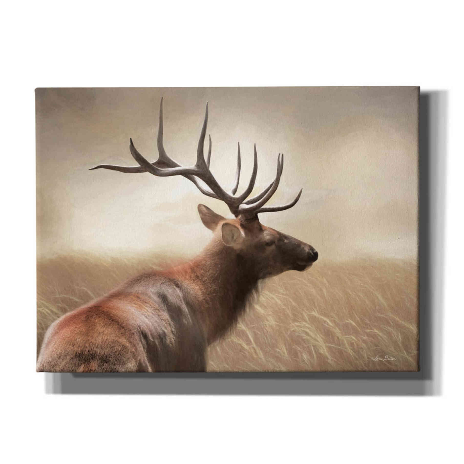 'Elk in the Grass' by Lori Deiter, Canvas Wall Art