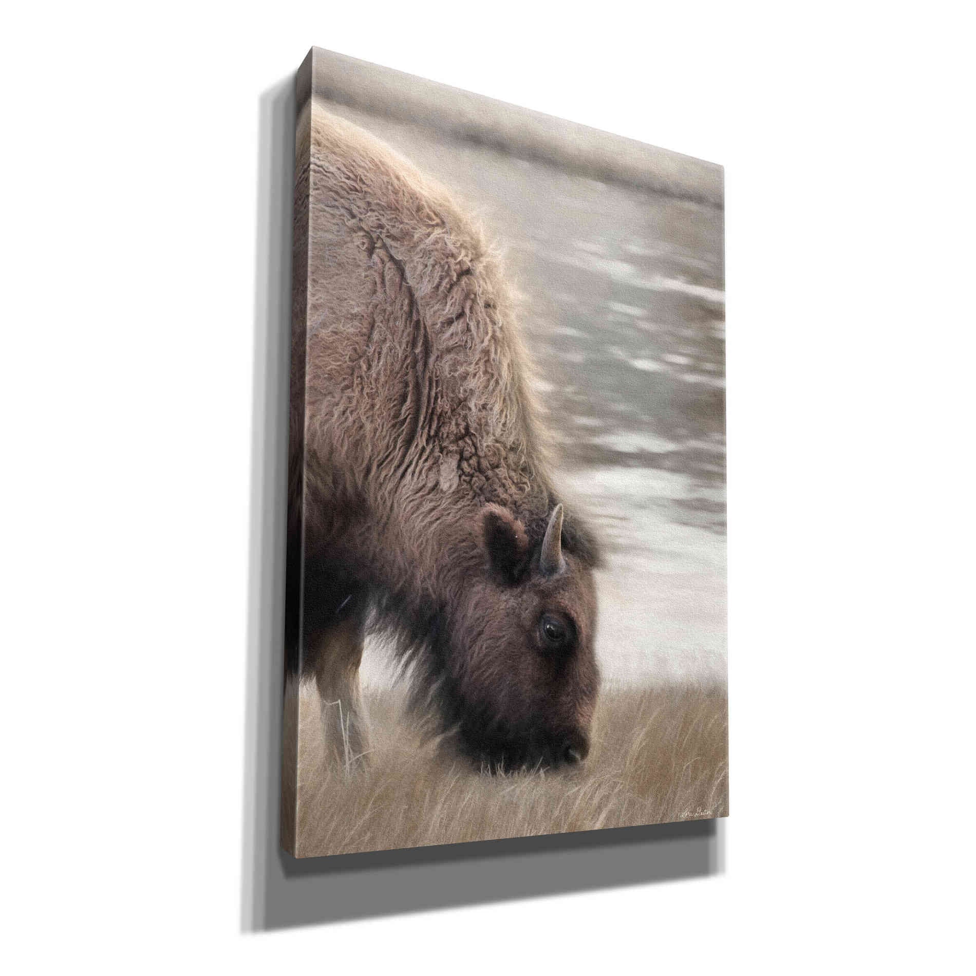'Yellowstone Buffalo' by Lori Deiter, Canvas Wall Art